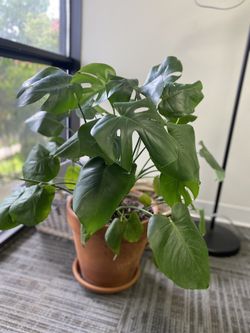 Monstera plant in pot