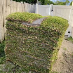 Fresh Cut To  Order St.Augustine  Sod 