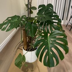 Thriving Monstera 
