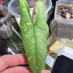 Alocasia boyceana 'Shattered Glass' Corm