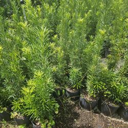 podocarpus Instant Privacy Hedge For Fence Green Full Ready 