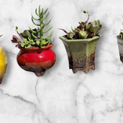 Succulent In Ceramic Containers