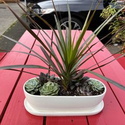 Live Plant Succulent Bowl