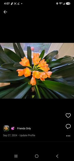 Plants