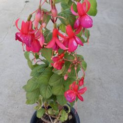 ARETES BEAUTIFUL PLANT BUY NOW 9.00   DLLS