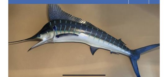 Marlin fish mounted.