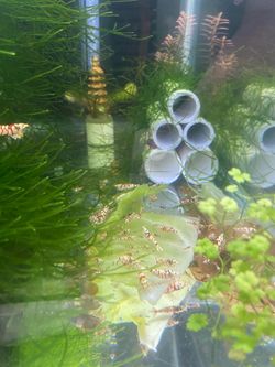 Java moss for fancy red tiger