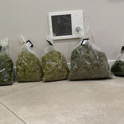 Preserved Decorative Moss for Crafts – Multiple Bags Available