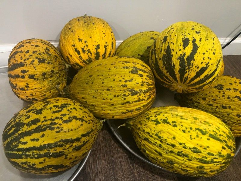 Mediteran Melon ( Kirkagac Turkey)
