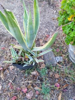 Cactuses and succulents 🪴