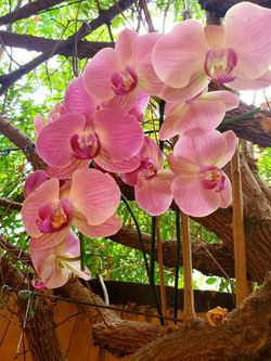 Variedad de plantas for sale