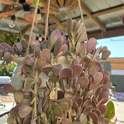 Plant In Ceramic Pot