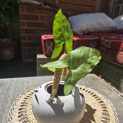Arrowhead plant, and Pothos (Epipremnum aureum) in Japanese Vintage Tea Pot Pottery w Bamboo Feng Shui Home Wares