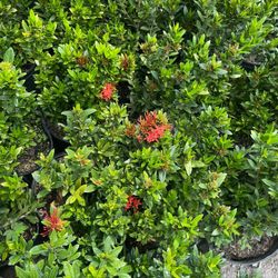 Ixora Sale! $5.00