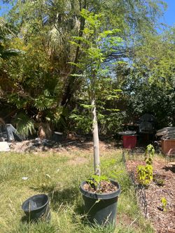 6 foot tall 3 inch diameter over wintered moringa tree