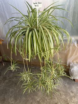 Spider Plant Potted