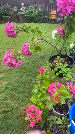 Beautiful page bouganvilla hanging basket