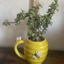 Portulacaria Afra (live succulent plant