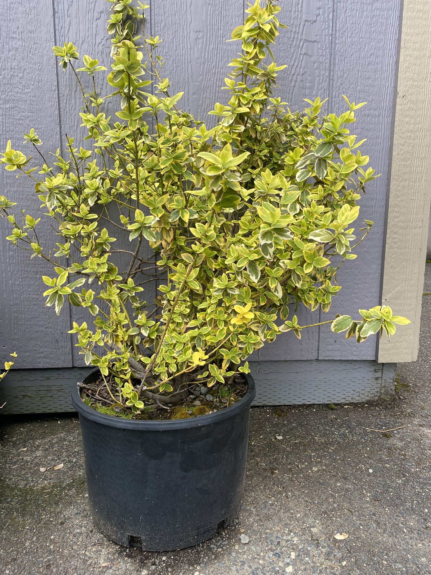 Golden Euonymus - 3ft Tall In a 5gal Planter