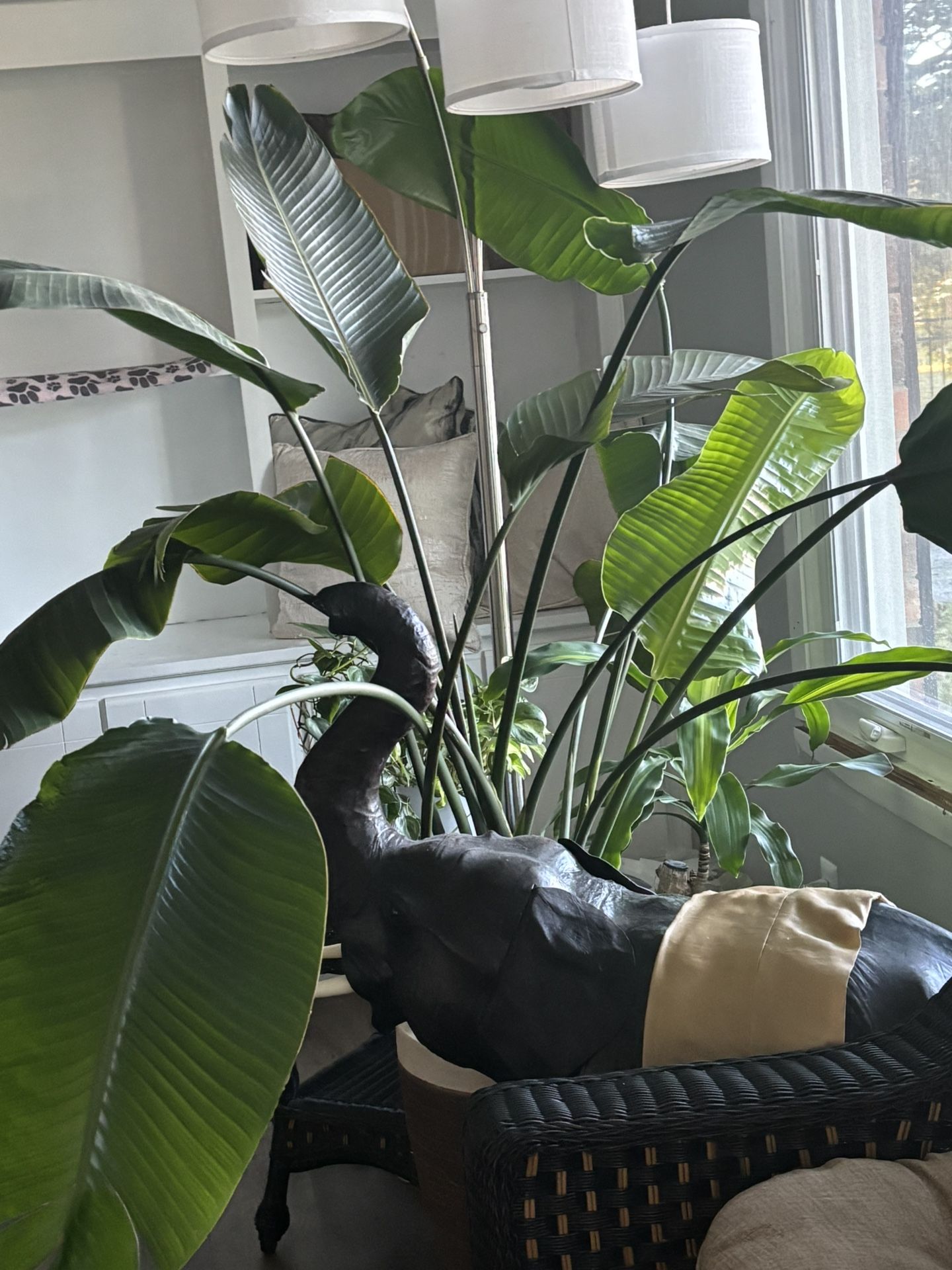 Plant- Bird Of Paradise