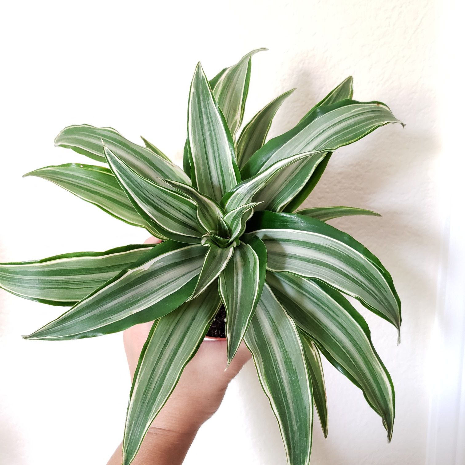 Dracaena Deremensis Warneckii - live plant