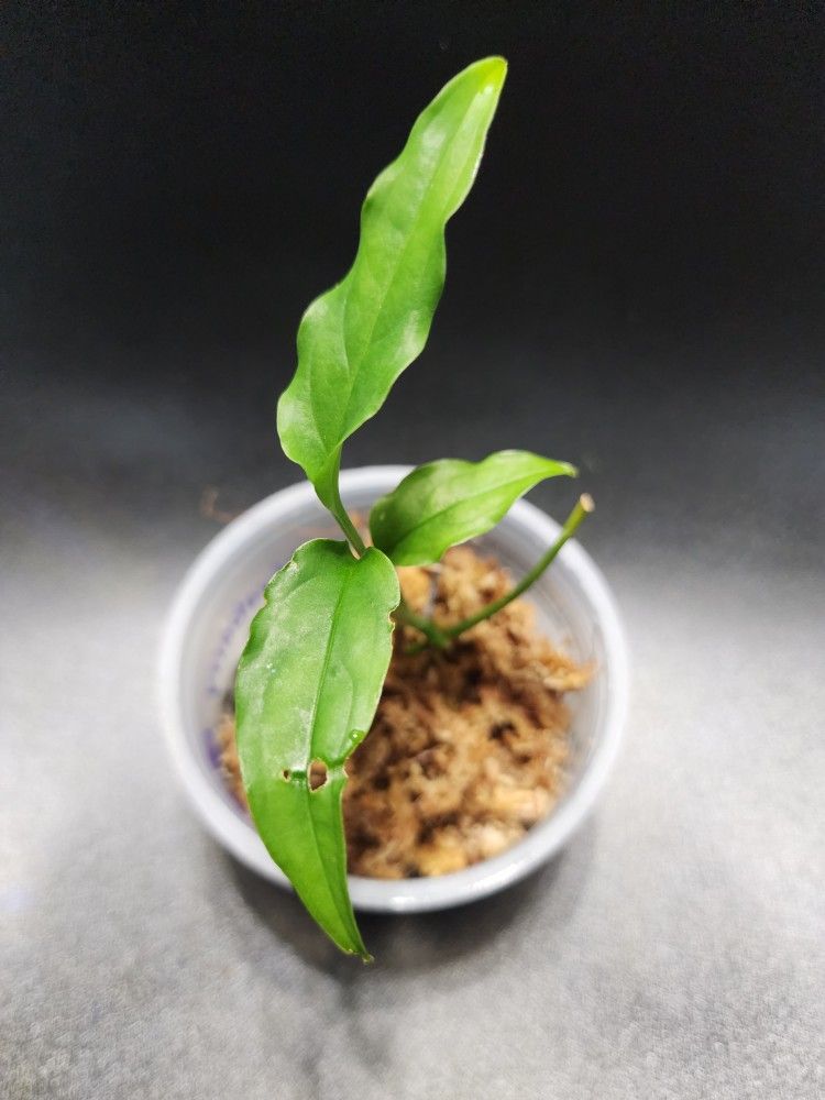 Monstera Obliqua Peru Plant