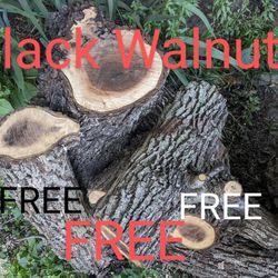 "Free Black Walnut Lumber