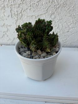 Crested Euphorbia Ammak