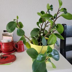 Peperomia Obtusifolia Plant 