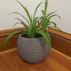 Beautiful Spider Plant Great For Offices and Indoor Gardens. 