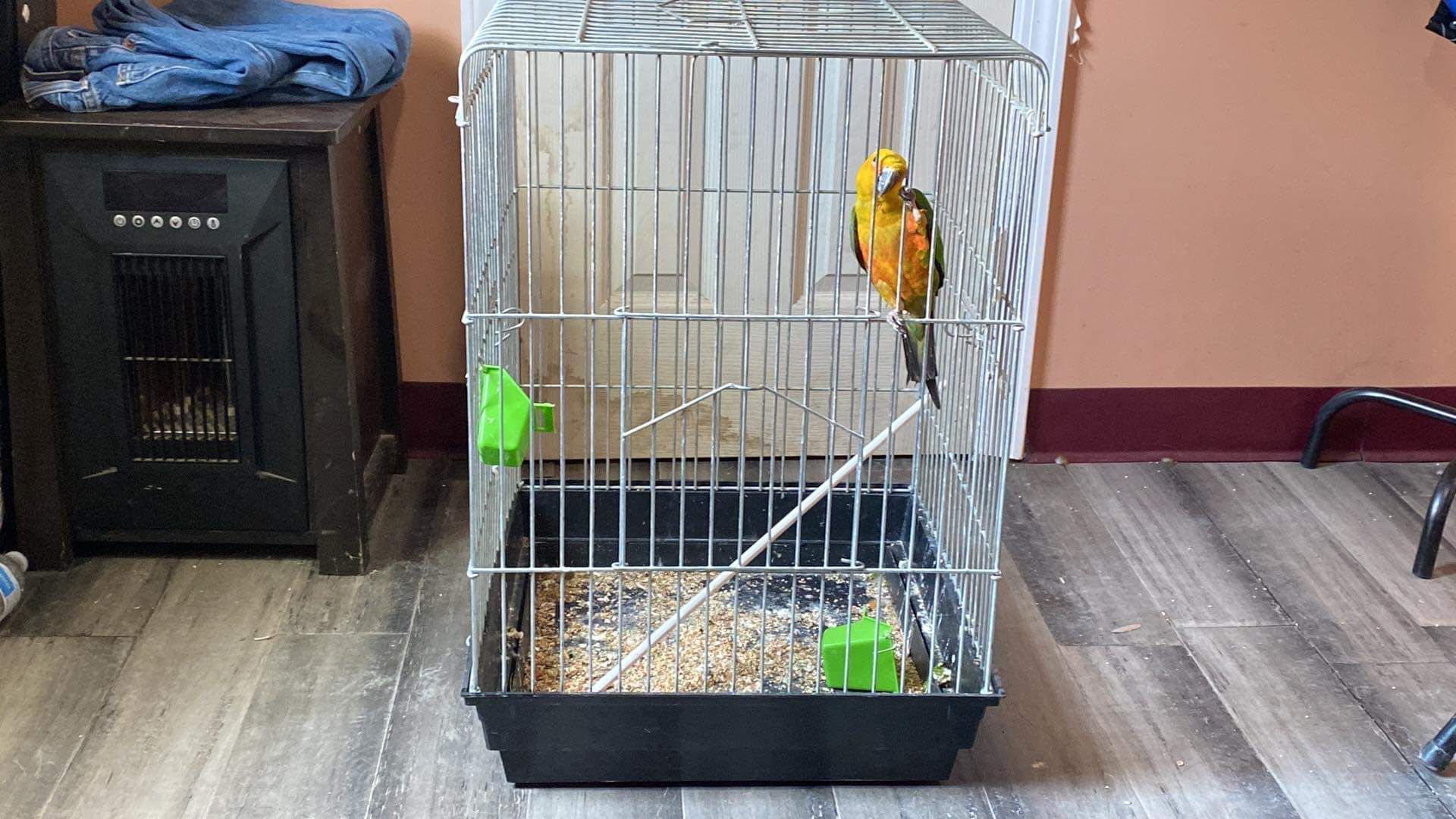 Cage With Parrot 