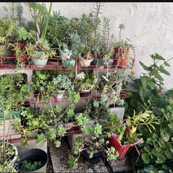 Moving… Blow out sale, moving everything must go… from small to big sizes Different Succullents pots or vases or some cut, you can Enjoy, arrangement 