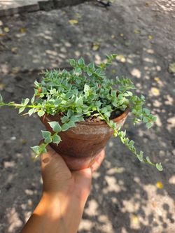 Dischidia Variegated