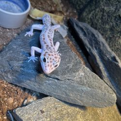 Bearded Dragon And Leopard Gecko TOYS