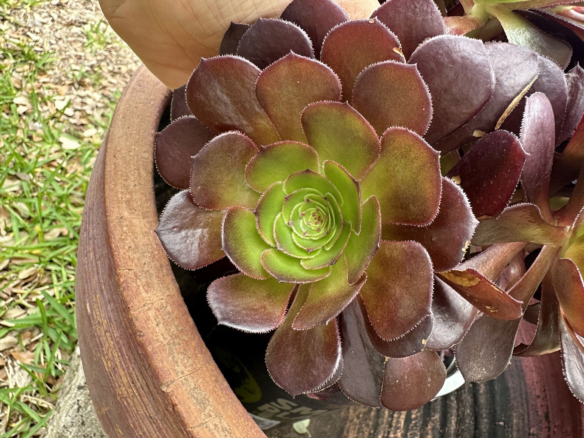 Succulent Rare Red-yellow Aeonium