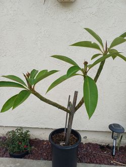 Hawaii Plumeria Plant