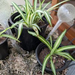 Spider plant