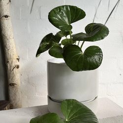 LIVE PLANT 2ft Tractor Seat Farfugium Japonica Giganteum - Ligularia Reniformis