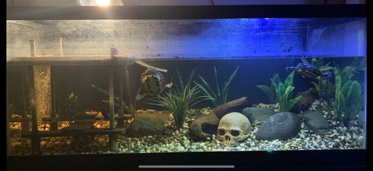 Professional Reptile and Fish Eco Systems/Setups