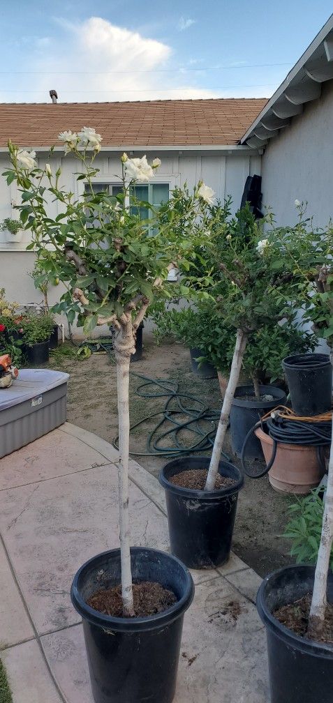 Rose Tree