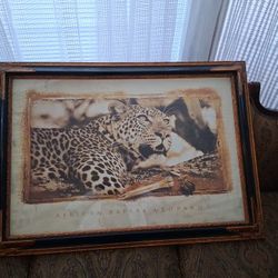 African Safari Leopard Picture  Art
