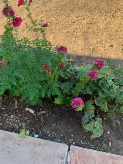 Flowers Floral hollyhocks Plants Basil