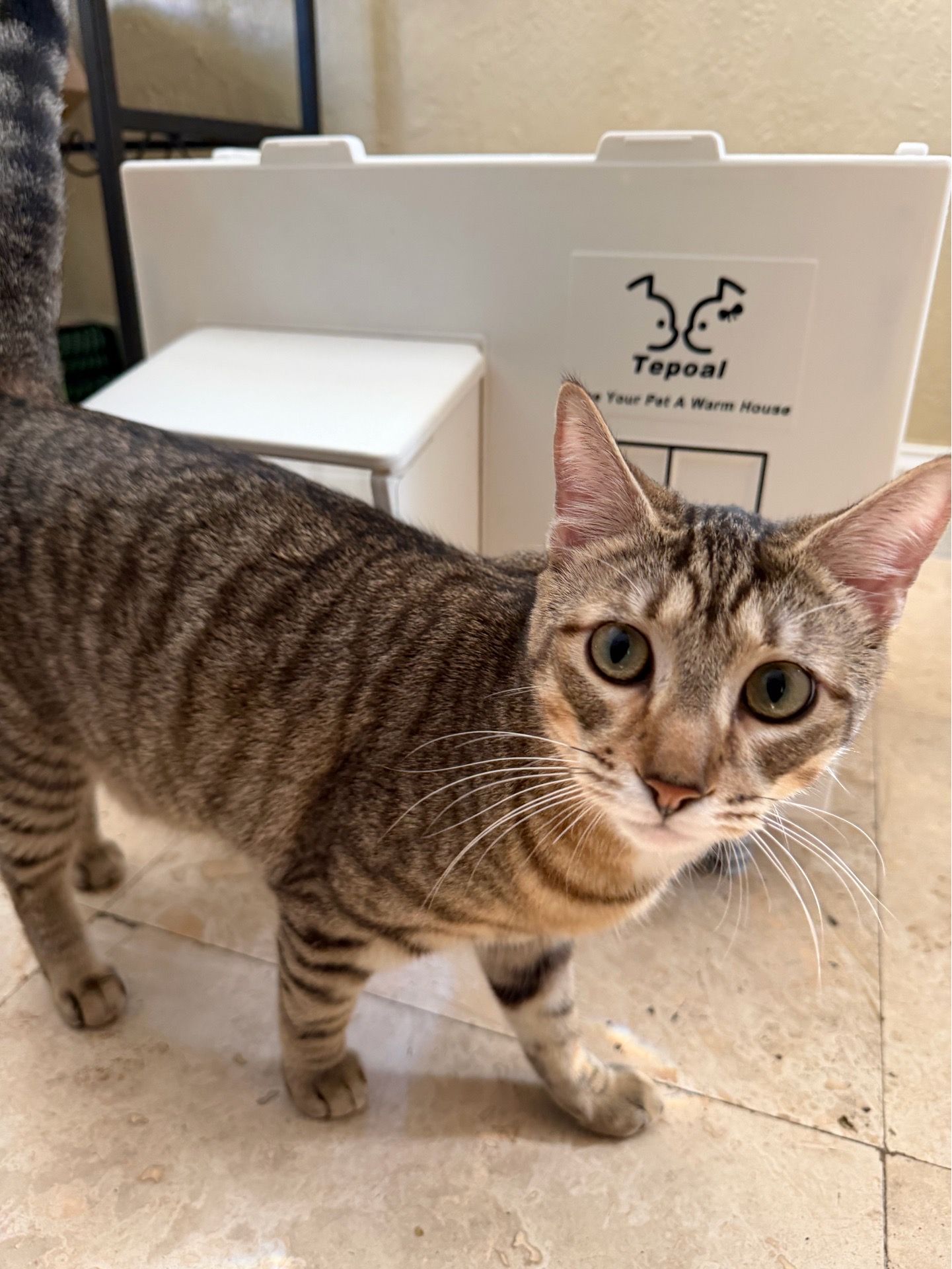 Heated House for Cats or Small Pets