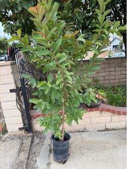 White Guava Fruit Tree $50