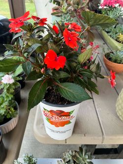 Biautiful plant