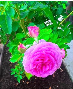 Purple Crush Rose
