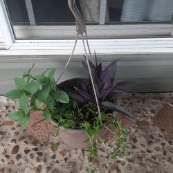 Mix hanging plants