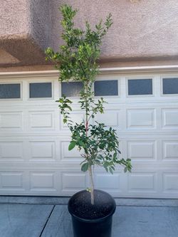 Large & Tall Calamansi Tree