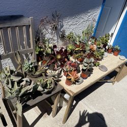‼️‼️Moving-out PLANTS SALE! Everything Must Go‼️‼️