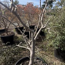 Bonsai Olive 